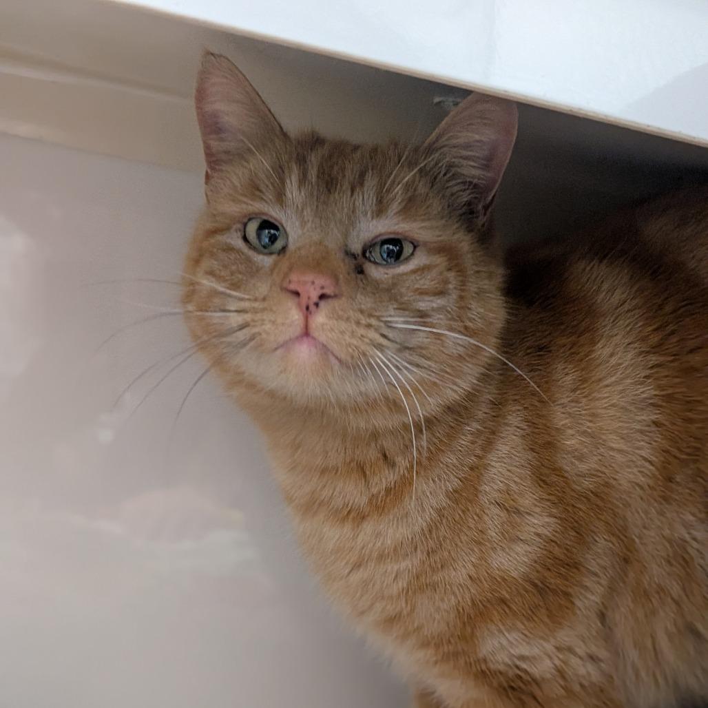 Oberon, Adoptable, Adult Male Domestic Short Hair.