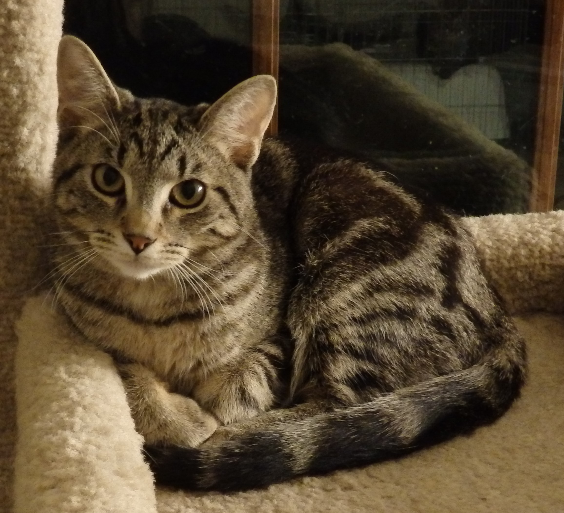 Pawtrick, an adopted Domestic Short Hair in Westfield, IN_image-1