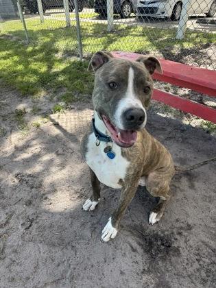 Levi, Adoptable, Adult Male Mixed Breed & Mixed Breed.