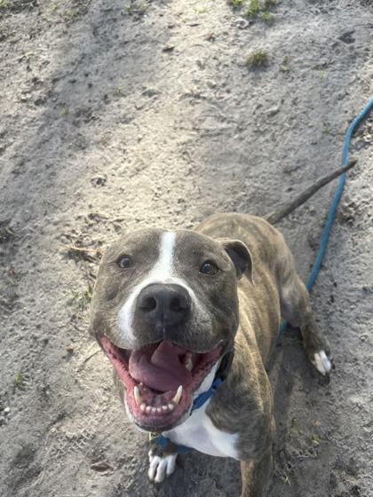 Levi, Adoptable, Adult Male Mixed Breed & Mixed Breed.