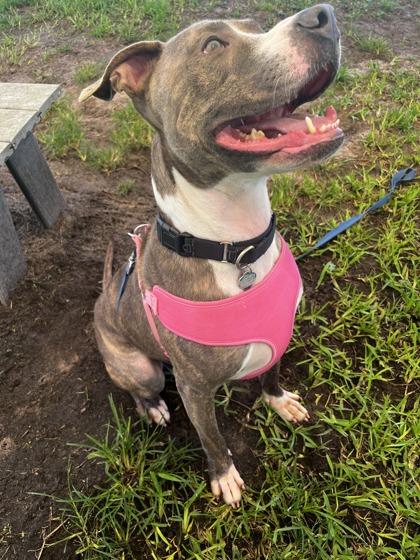 Enlarge Levi, a Adoptable mixed breed in Vero Beach, FL image 3/3