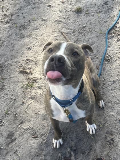 Enlarge Levi, a Adoptable mixed breed in Vero Beach, FL image 3/3