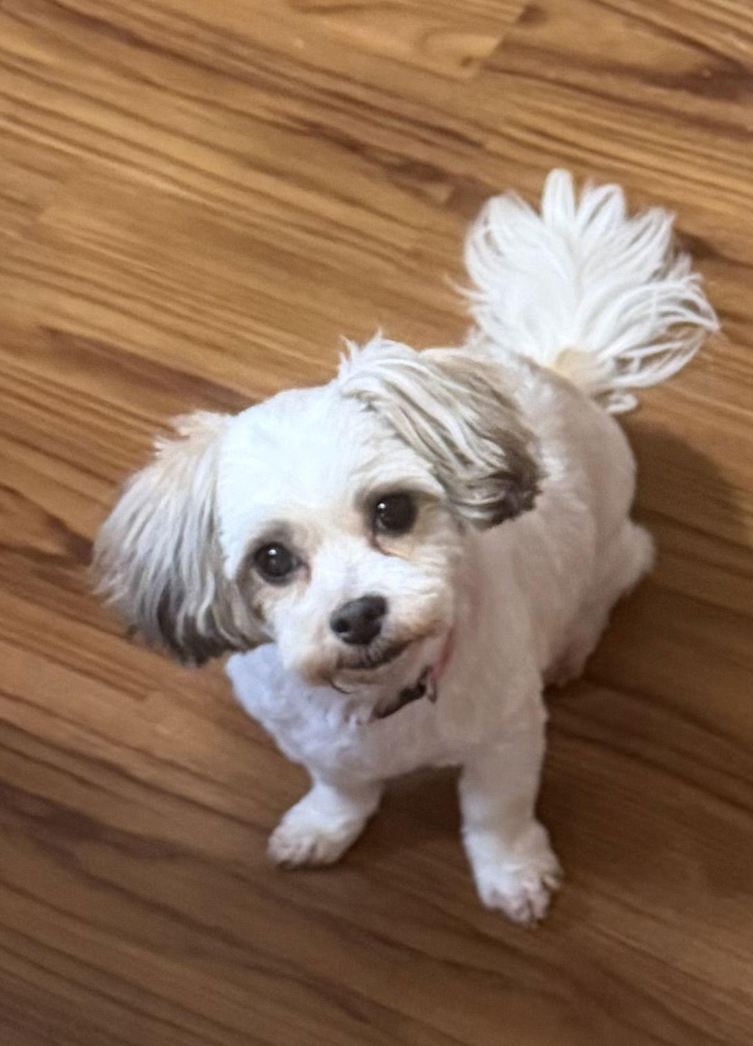 Cora, Adoptable, Senior Female Shih Tzu.