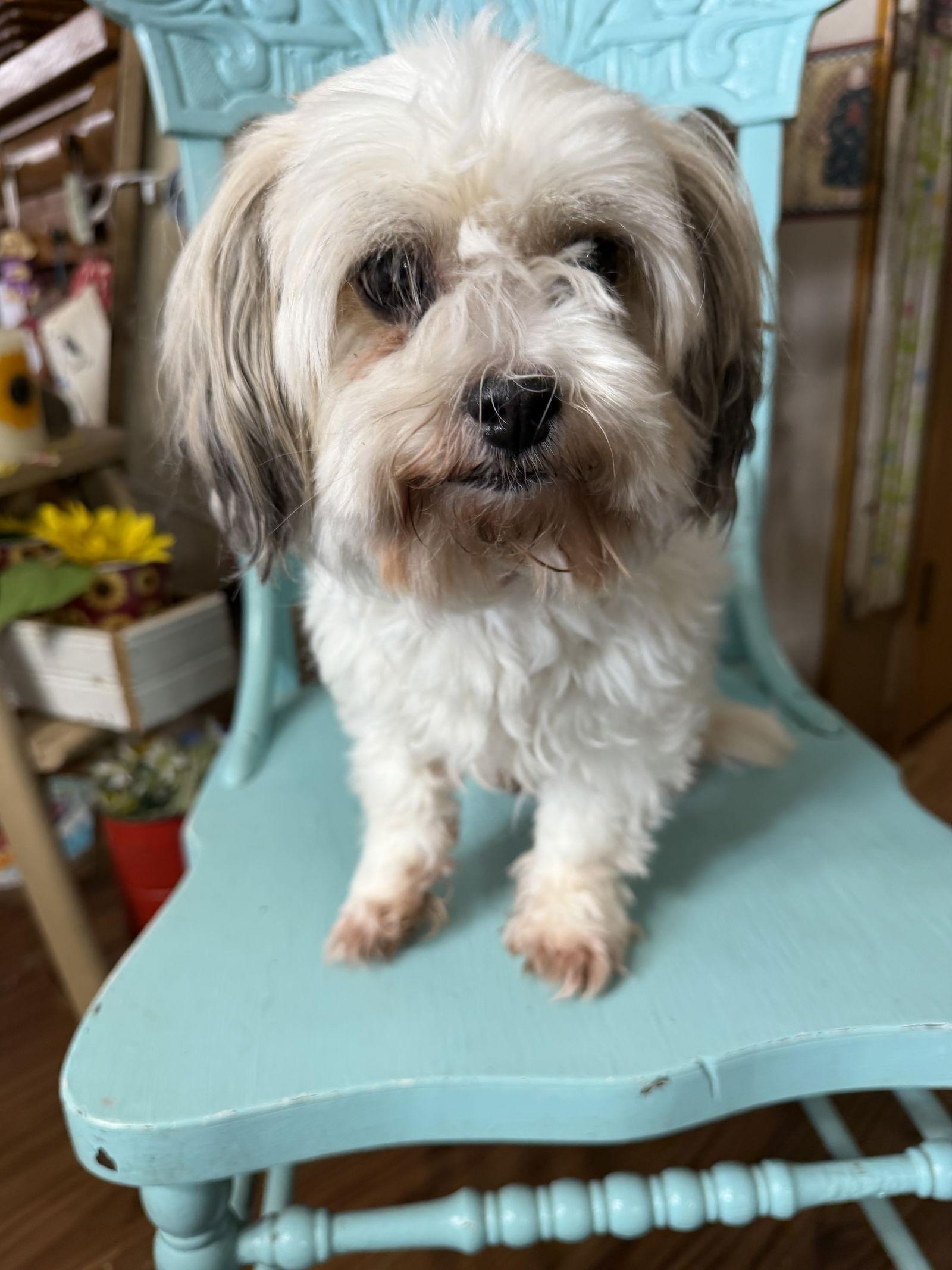 Enlarge Cora, a Adoptable Shih Tzu in Sioux Falls, SD image 2/3