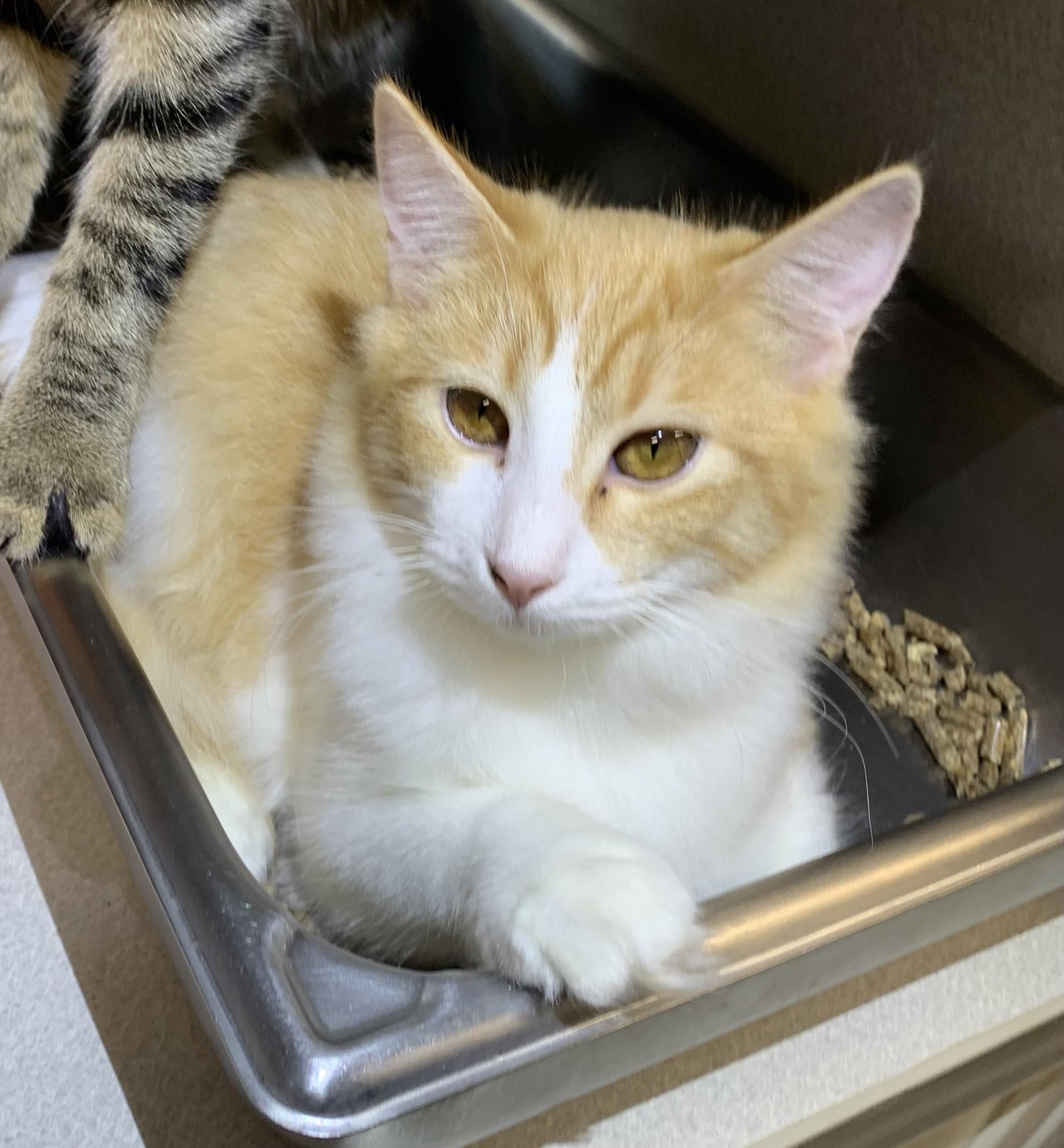 Enlarge Millie, a Adoptable mixed breed in Massena, NY image 3/3
