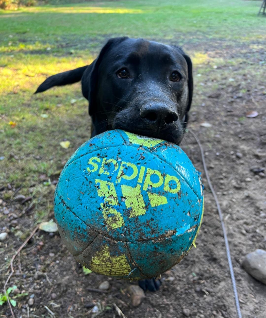 Enlarge Fig, a ADOPTABLE Black Labrador Retriever in Tacoma, WA image 1/1