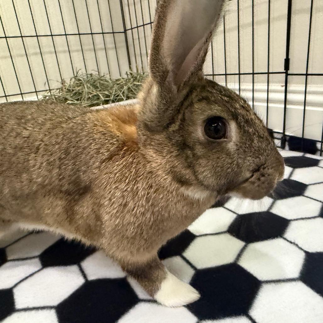 Enlarge Fuggle Hops, a Adoptable American in Richmond, CA image 2/6
