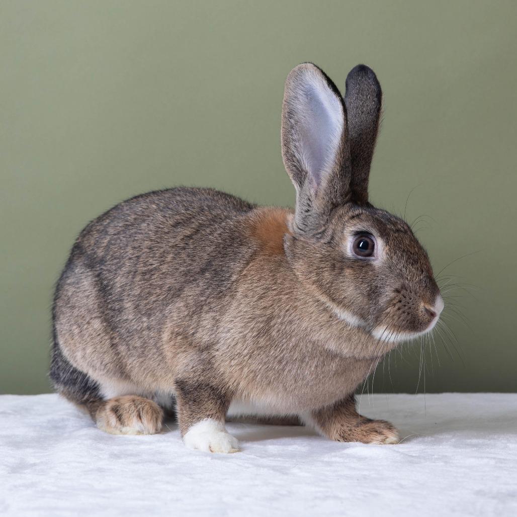Enlarge Fuggle Hops, a Adoptable American in Richmond, CA image 3/6