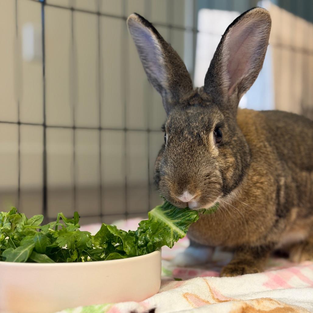 Enlarge Fuggle Hops, a Adoptable American in Richmond, CA image 4/6