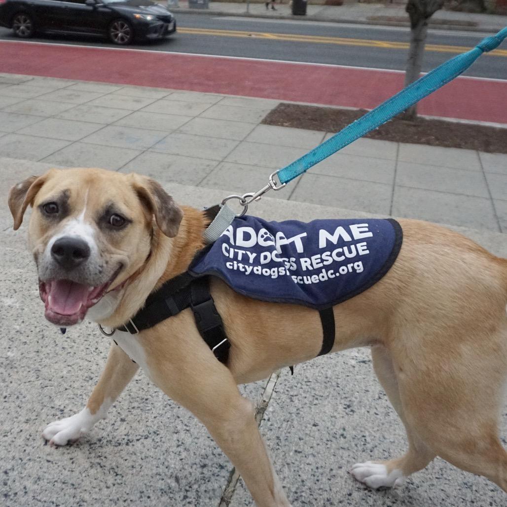 Bendita, Adoptable, Adult Female Boxer.