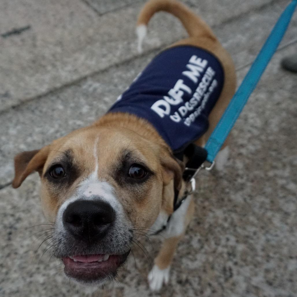 Bendita, Adoptable, Adult Female Boxer.