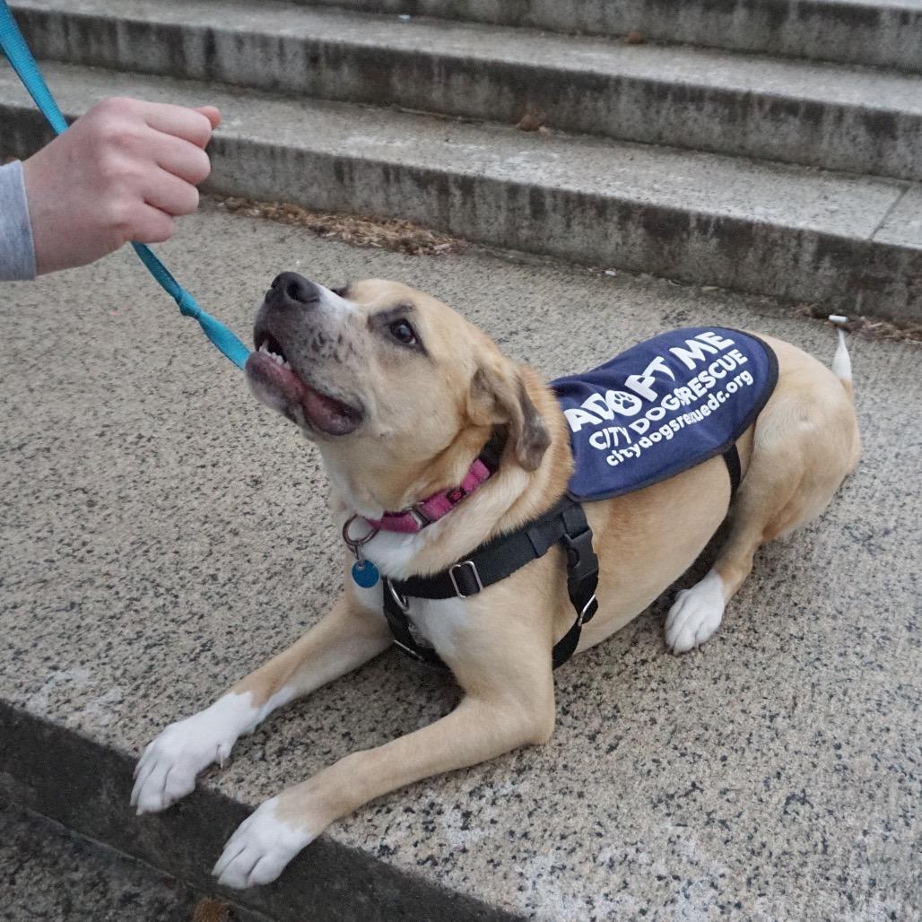 Bendita, a Adoptable Boxer in Washington, DC image 2/6