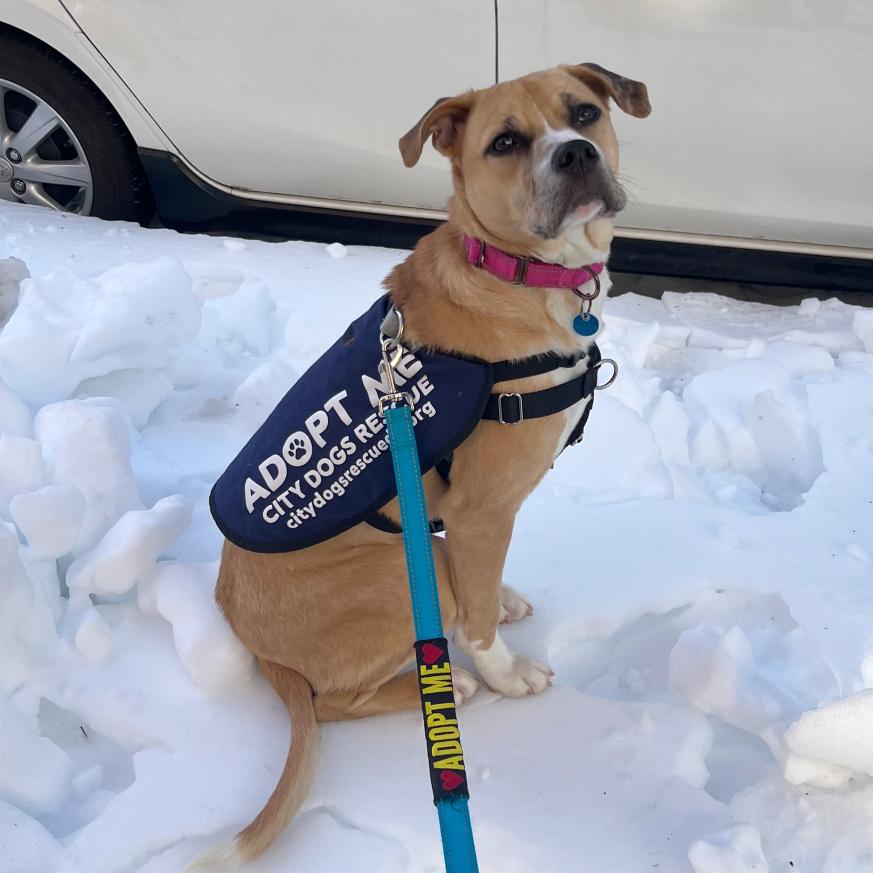 Enlarge Bendita, a Adoptable Boxer in Washington, DC image 1/6