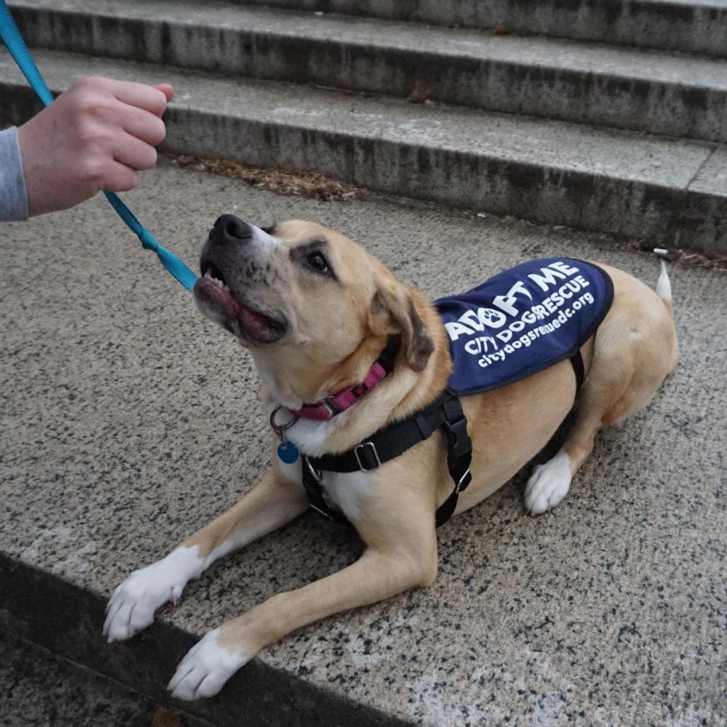 Bendita, Adoptable, Adult Female Boxer.