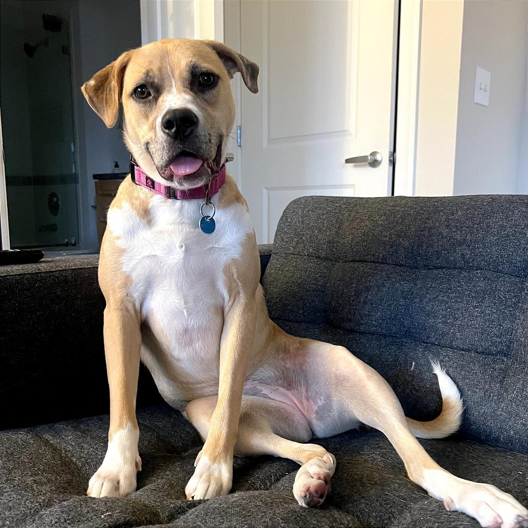 Bendita, a Adoptable Boxer in Washington, DC image 3/6