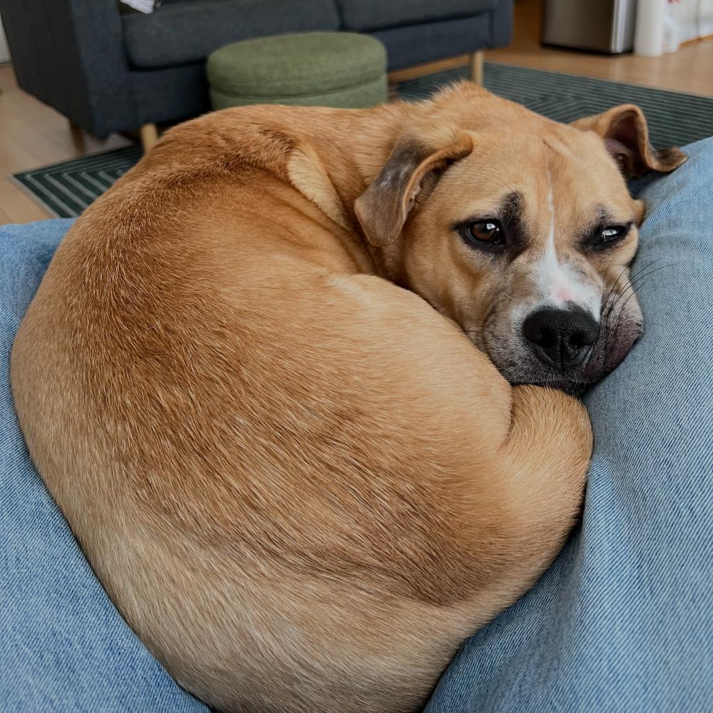Enlarge Bendita, a Adoptable Boxer in Washington, DC image 2/6