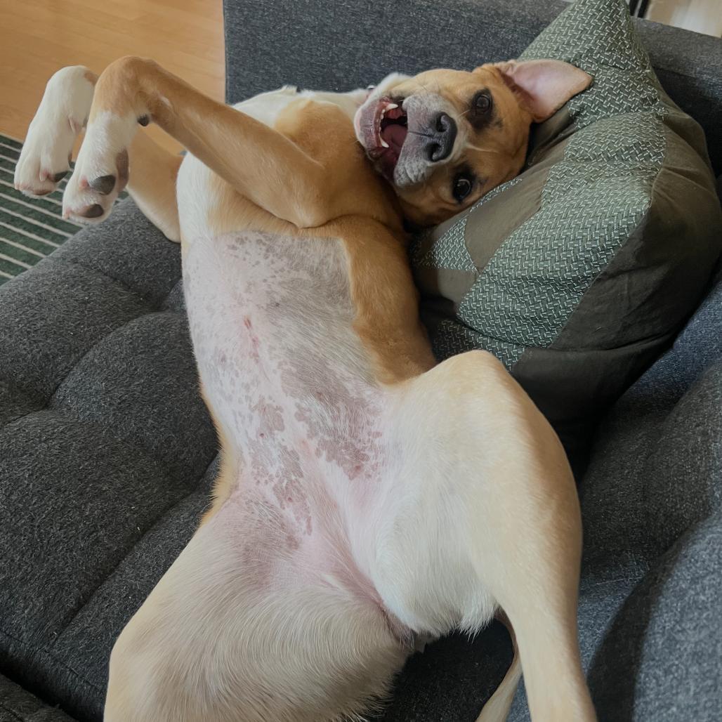 Enlarge Bendita, a Adoptable Boxer in Washington, DC image 3/6