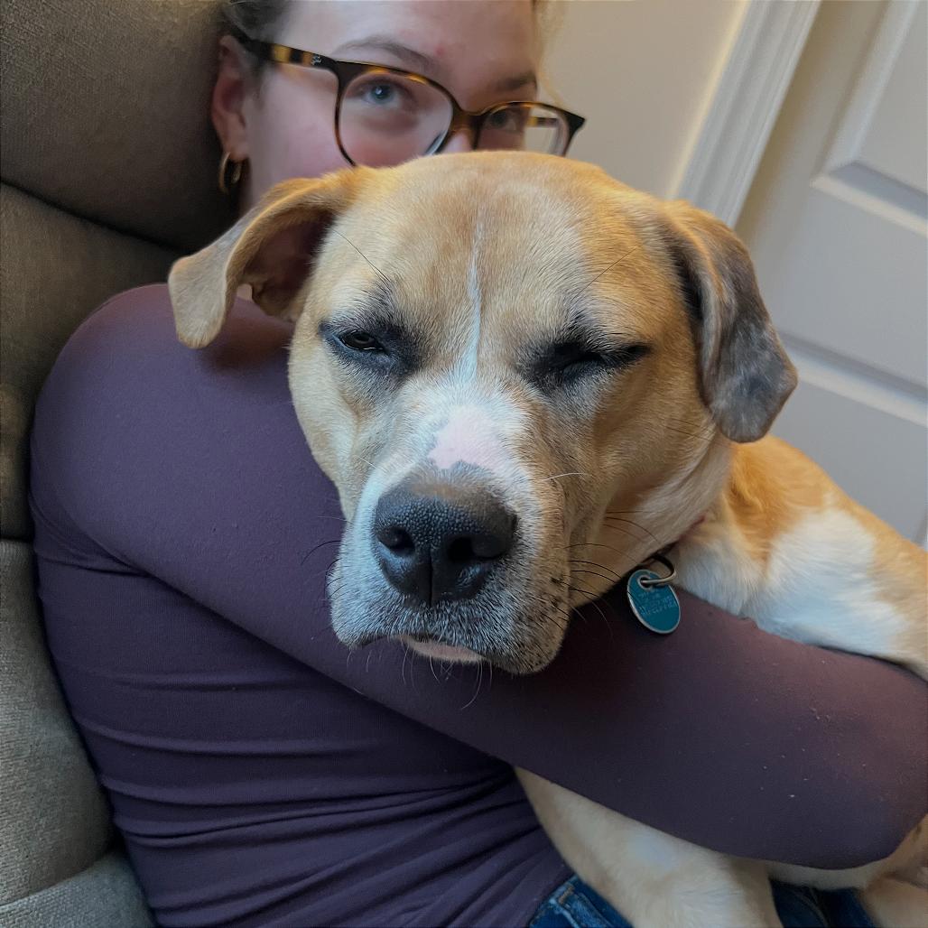 Enlarge Bendita, a Adoptable Boxer in Washington, DC image 4/6