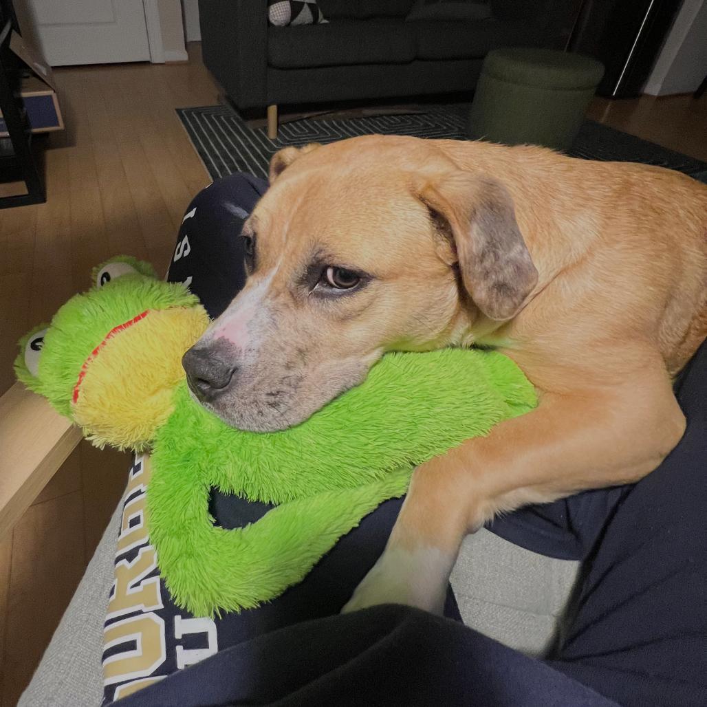 Enlarge Bendita, a Adoptable Boxer in Washington, DC image 5/6