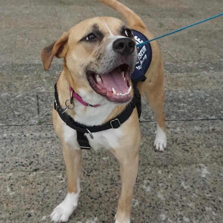 Enlarge Bendita, a Adoptable Boxer in Washington, DC image 4/6