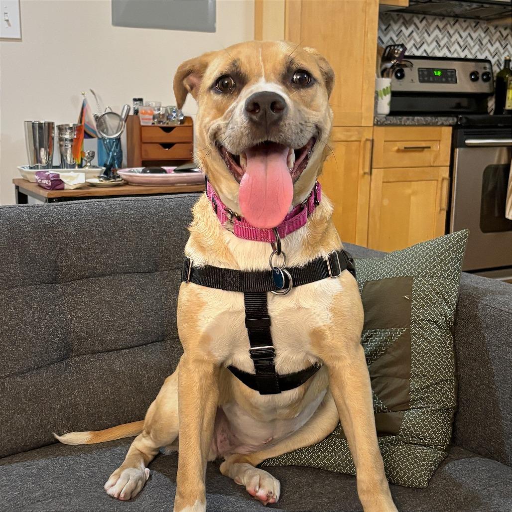 Enlarge Bendita, a Adoptable Boxer in Washington, DC image 5/6