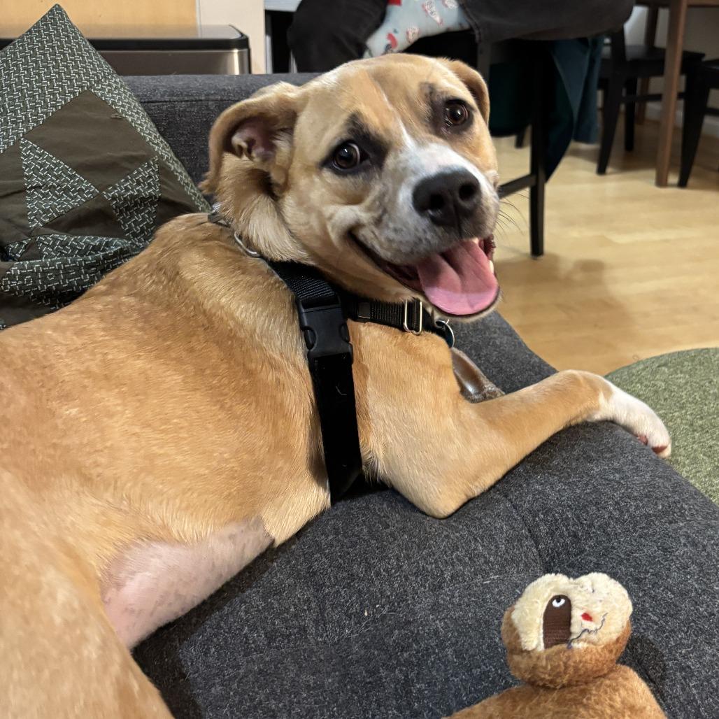 Bendita, a Adoptable Boxer in Washington, DC image 5/6