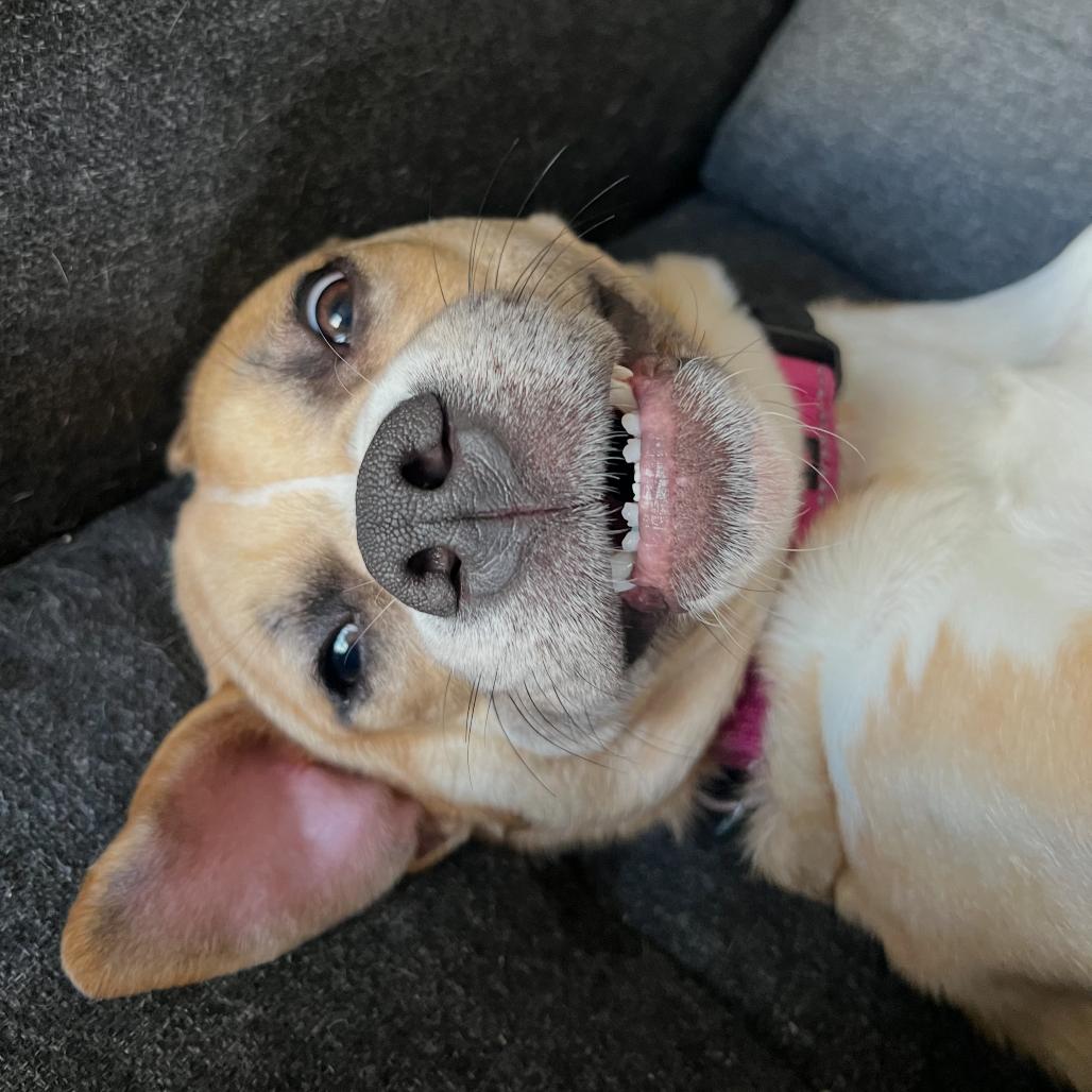 Bendita, a Adoptable Boxer in Washington, DC image 6/6