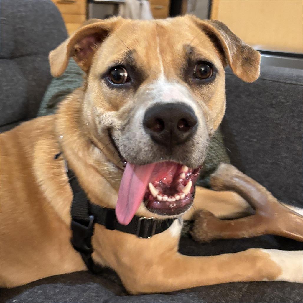 Enlarge Bendita, a Adoptable Boxer in Washington, DC image 6/6