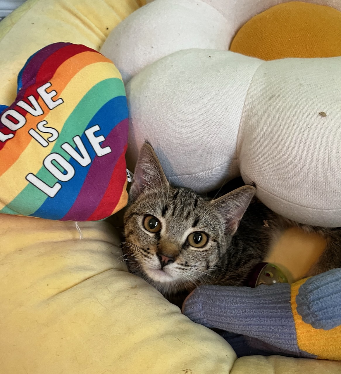 Willow (RR), Adoptable, Young Female Tabby.