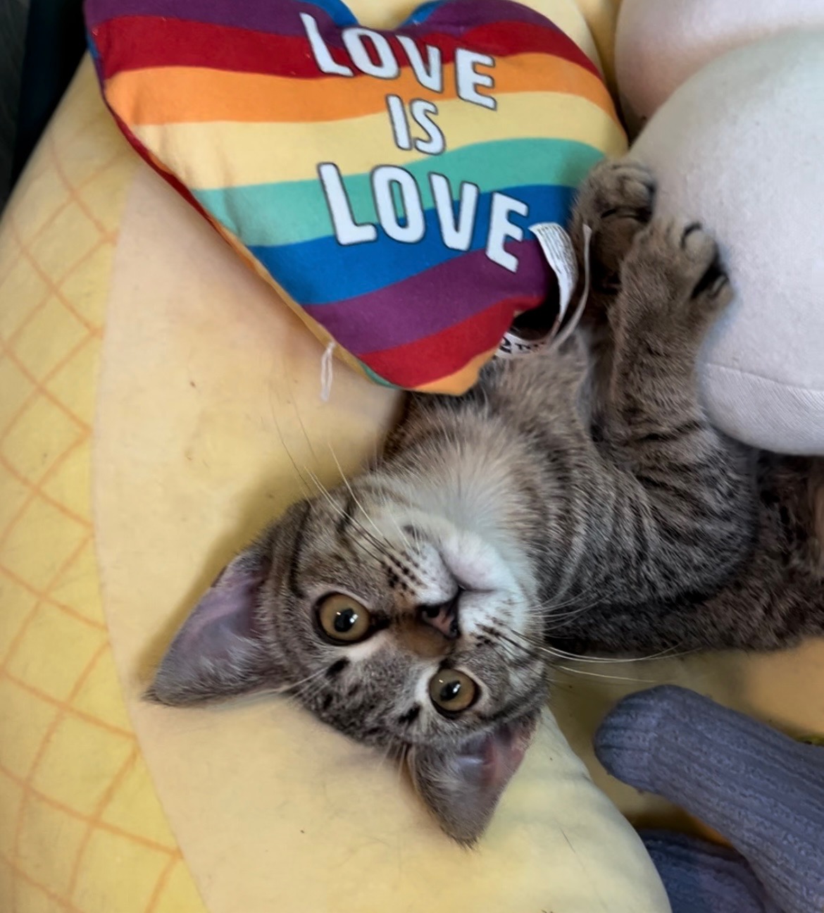 Enlarge Willow (RR), a Adoptable mixed breed in Woodland Hills, CA image 2/2