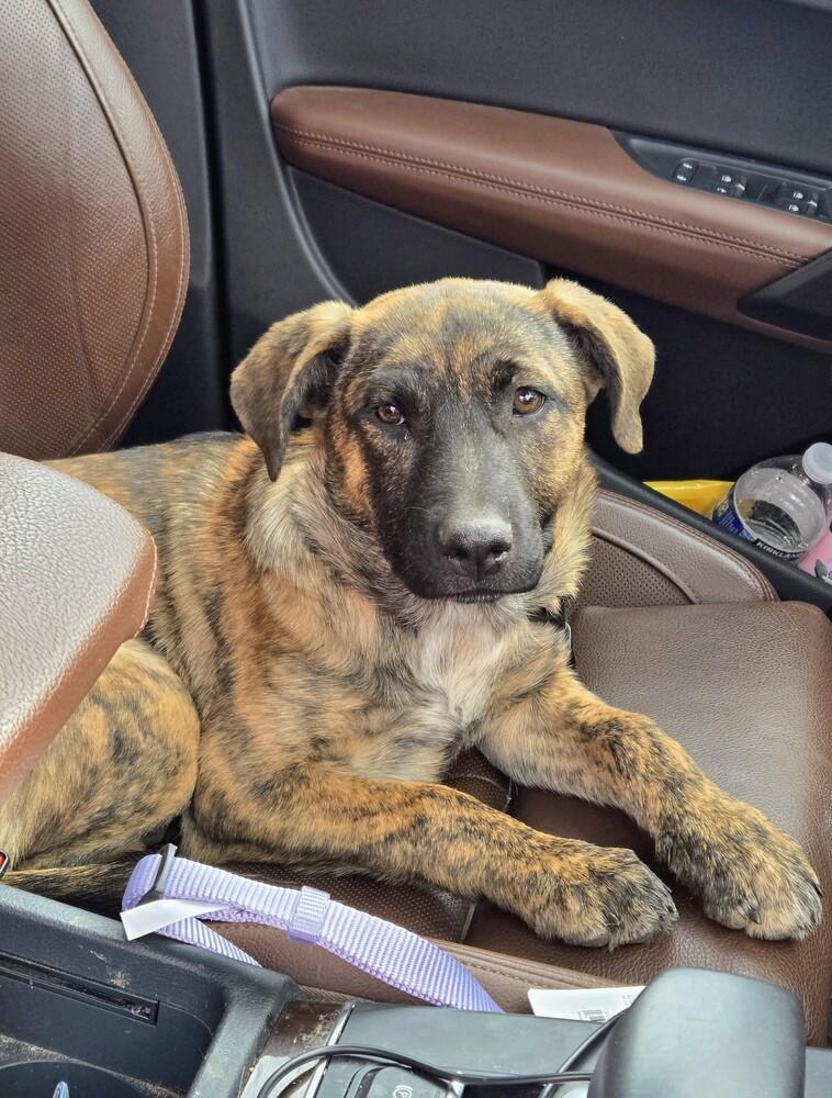 Bristol, Adoptable, Puppy Female Shepherd & Mixed Breed.