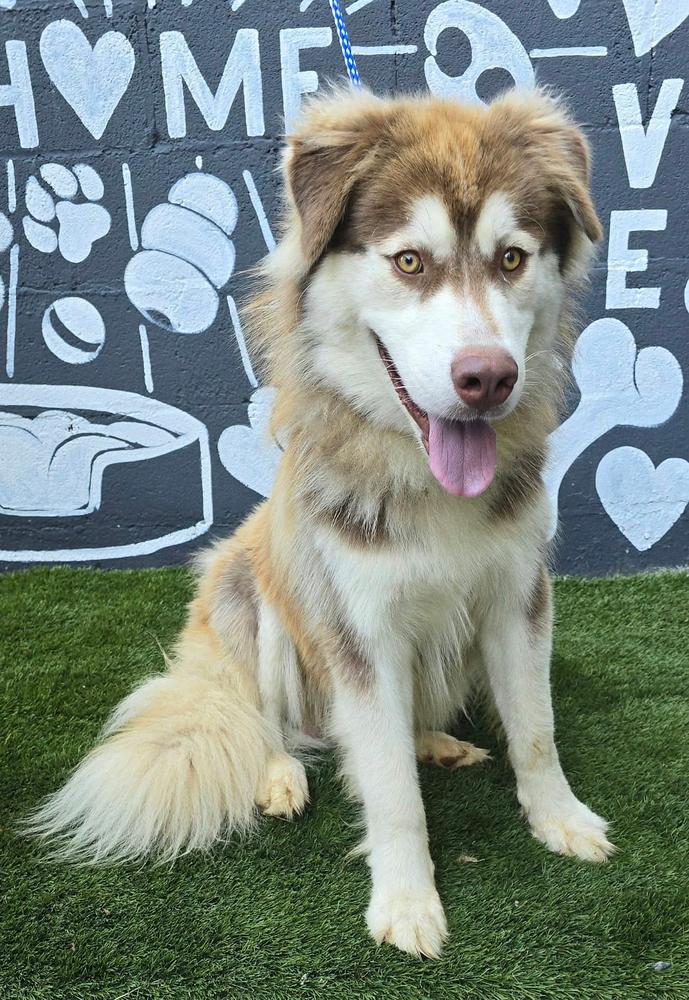 Enlarge Thrasher, a Adoptable mixed breed in Manhattan, NY image 2/3