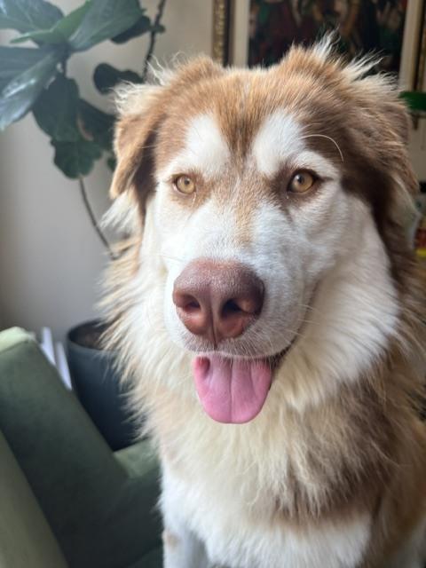 Enlarge Thrasher, a Adoptable mixed breed in Manhattan, NY image 3/3
