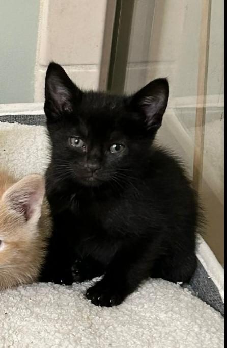 Fish, ADOPTABLE, Kitten Female Domestic Short Hair.