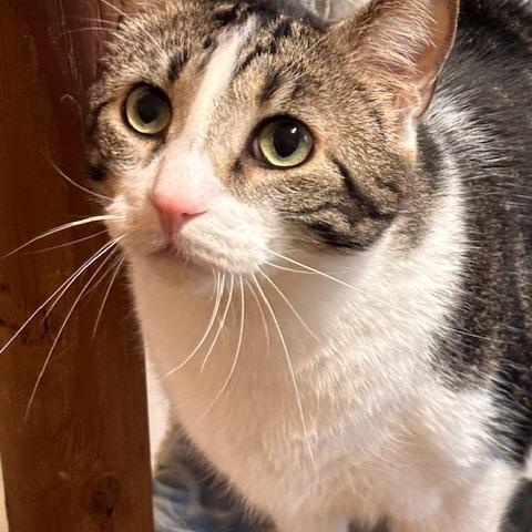 Enlarge Bucolic, a ADOPTABLE Domestic Short Hair in Davenport, IA image 1/1