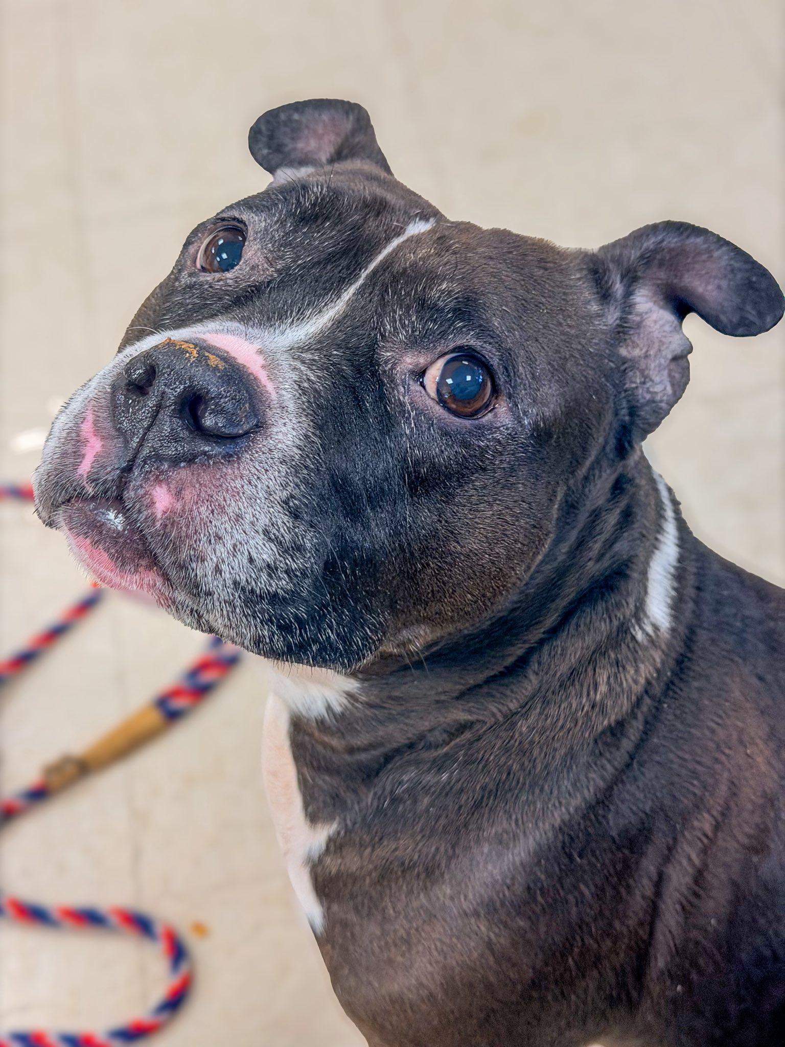 Enlarge Peyton, a ADOPTABLE American Bully in Clayton, NJ image 1/4