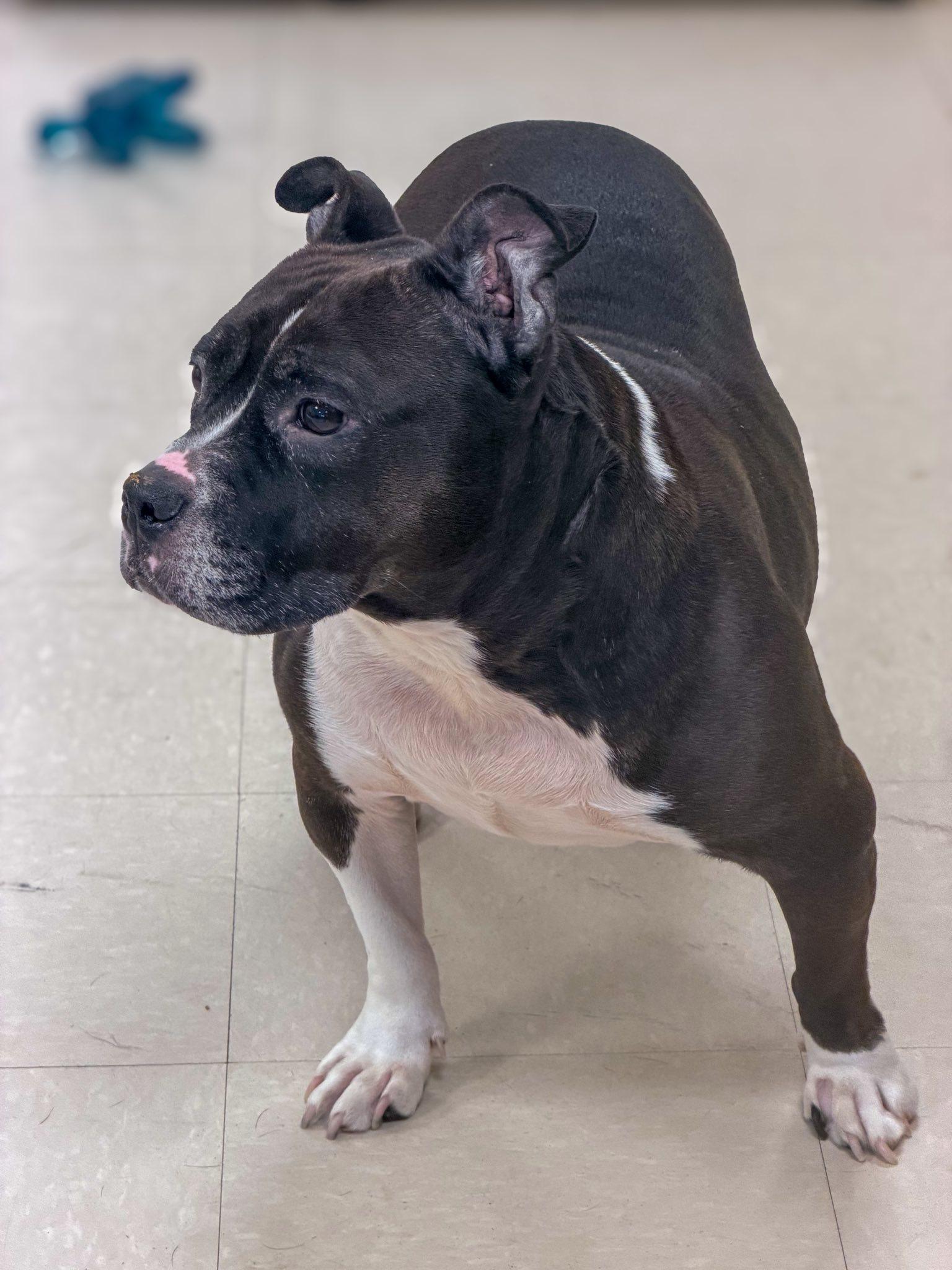 Enlarge Peyton, a ADOPTABLE American Bully in Clayton, NJ image 3/4