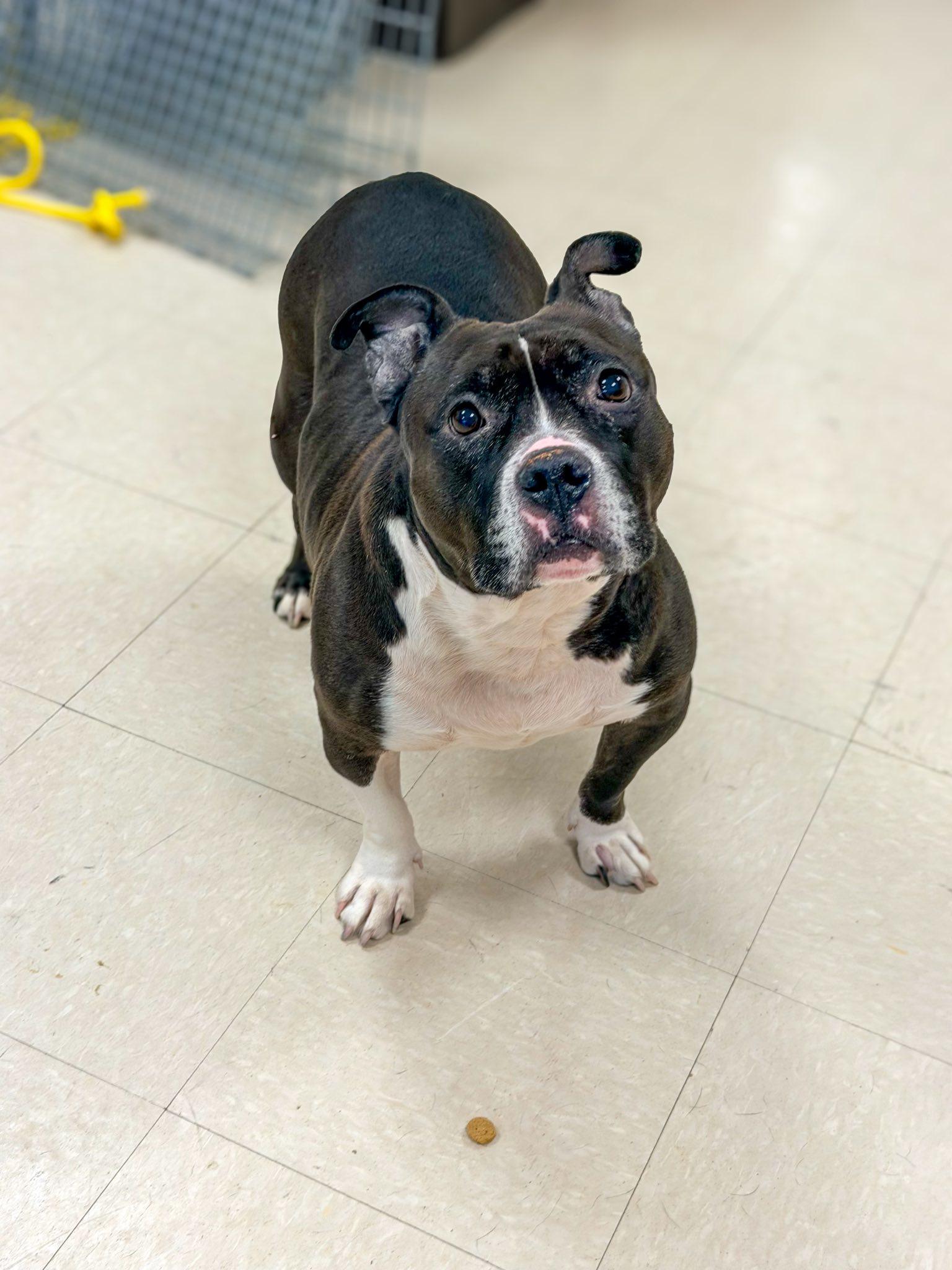 Enlarge Peyton, a ADOPTABLE American Bully in Clayton, NJ image 2/4
