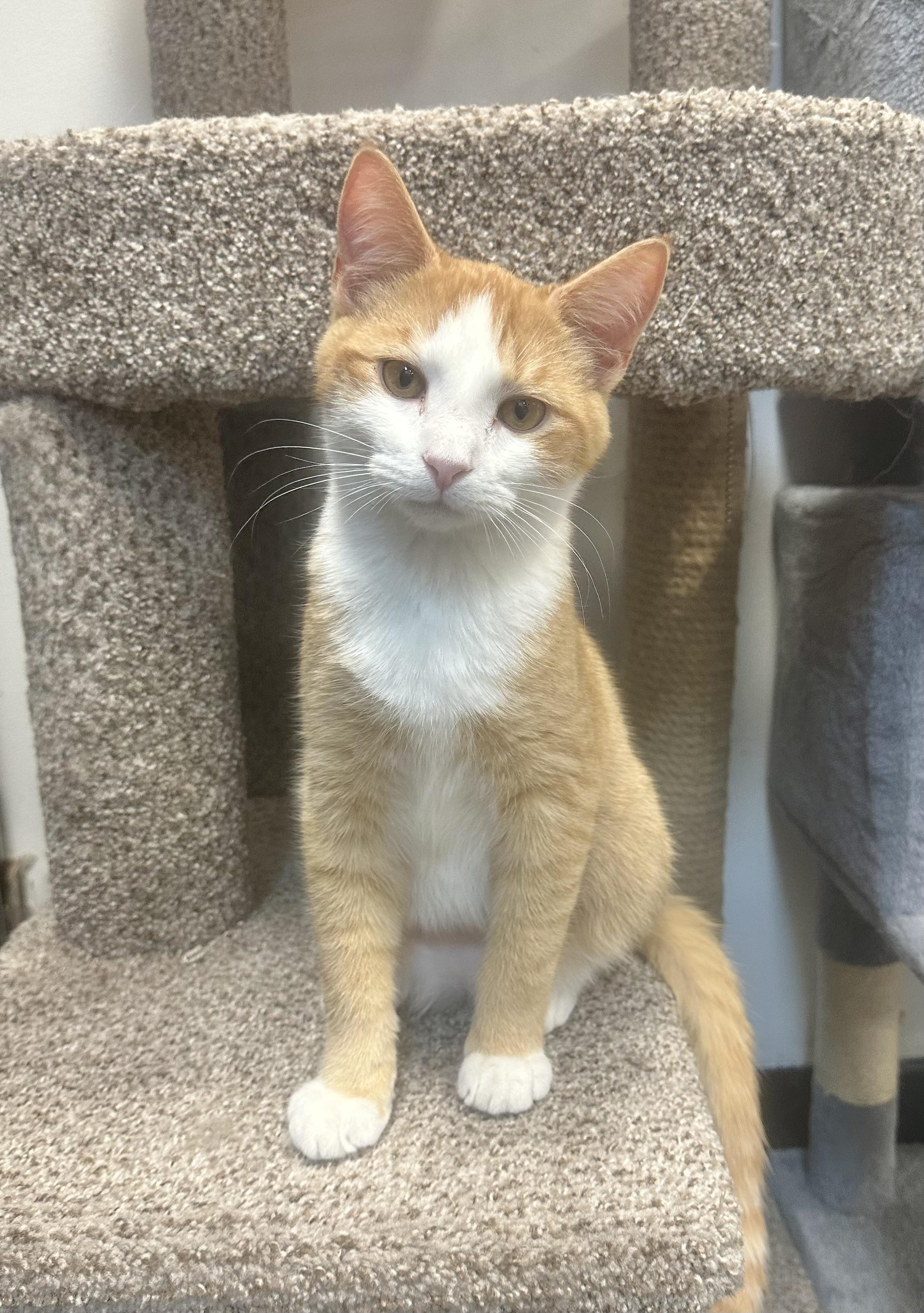 Enlarge Weasley, a Adopted Domestic Short Hair in Rock Hill, SC image 2/5