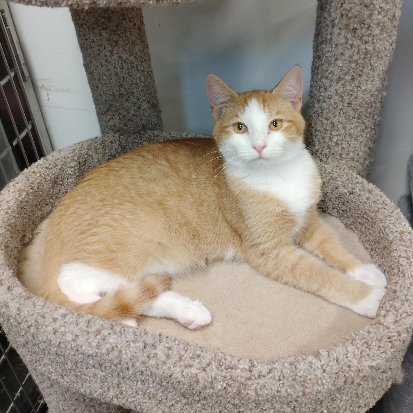 Enlarge Weasley, a Adopted Domestic Short Hair in Rock Hill, SC image 3/5