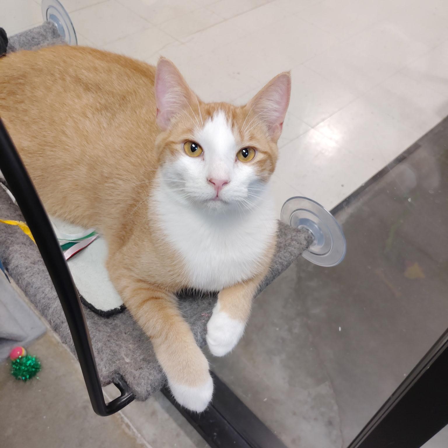 Enlarge Weasley, a Adopted Domestic Short Hair in Rock Hill, SC image 1/5