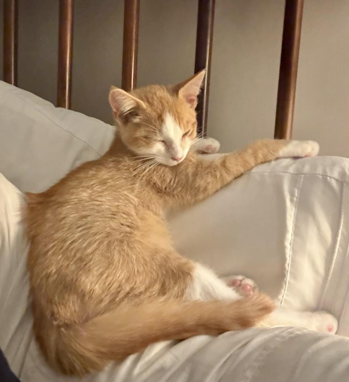 Enlarge Weasley, a Adopted Domestic Short Hair in Rock Hill, SC image 5/5