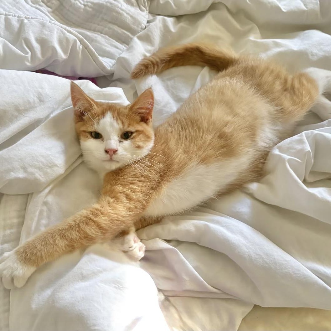 Enlarge Weasley, a Adopted Domestic Short Hair in Rock Hill, SC image 4/5