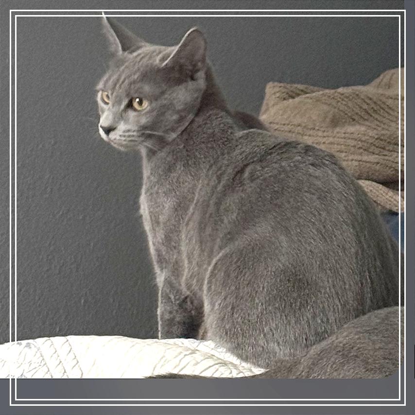 Enlarge Stormy, a Adoptable Domestic Short Hair in Meridian, ID image 1/3