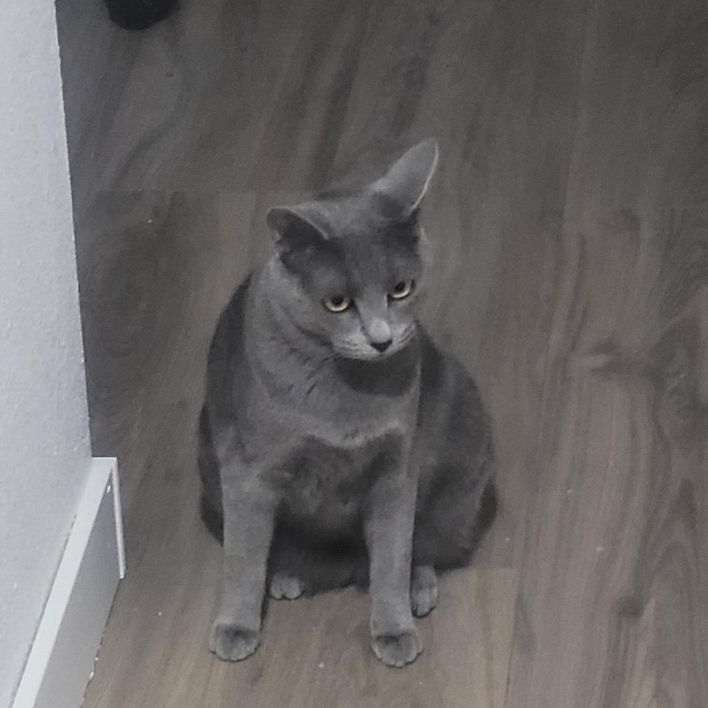 Stormy, Adoptable, Young Female Domestic Short Hair.