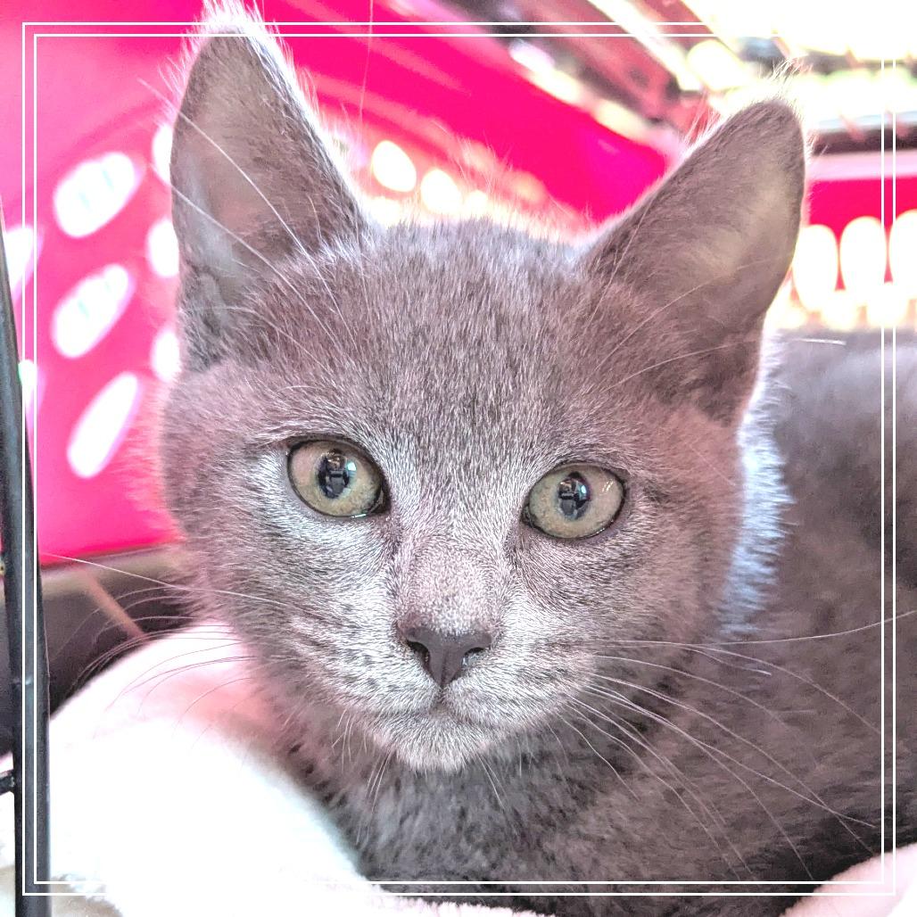 Stormy, a Adoptable Domestic Short Hair in Meridian, ID image 2/3