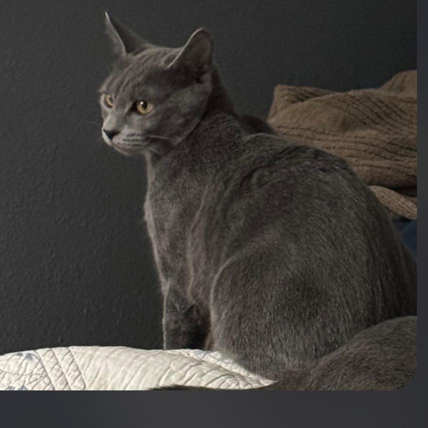 Stormy, a Adoptable Domestic Short Hair in Meridian, ID image 3/3