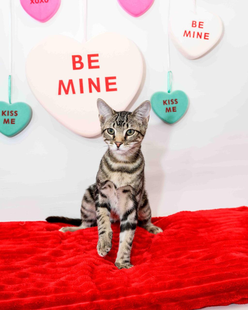 Breyer, a Adoptable Domestic Short Hair in Jefferson, LA image 2/6