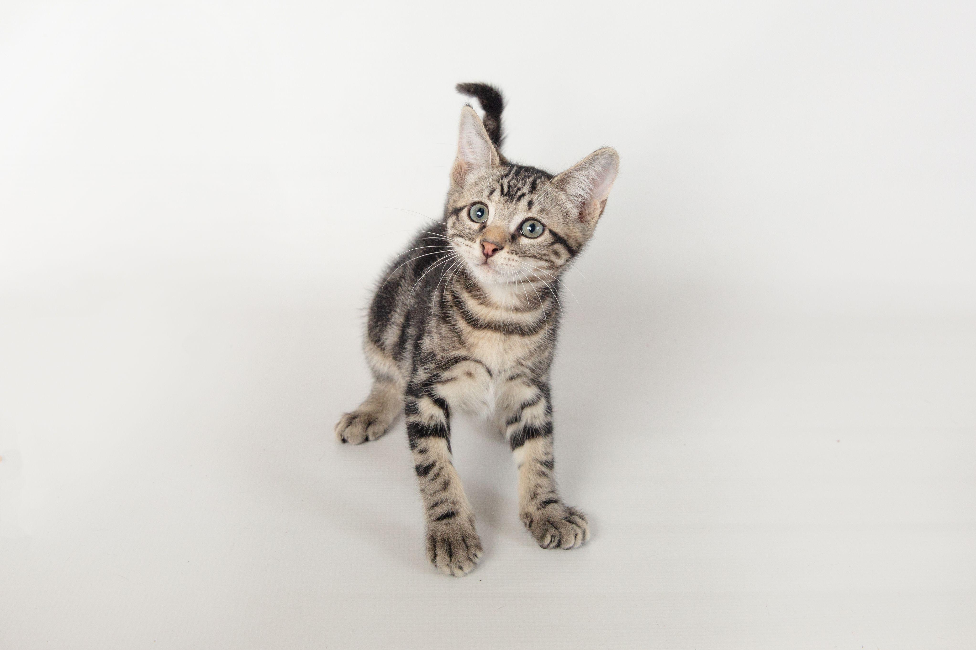 Breyer, a Adoptable Domestic Short Hair in Jefferson, LA image 5/6