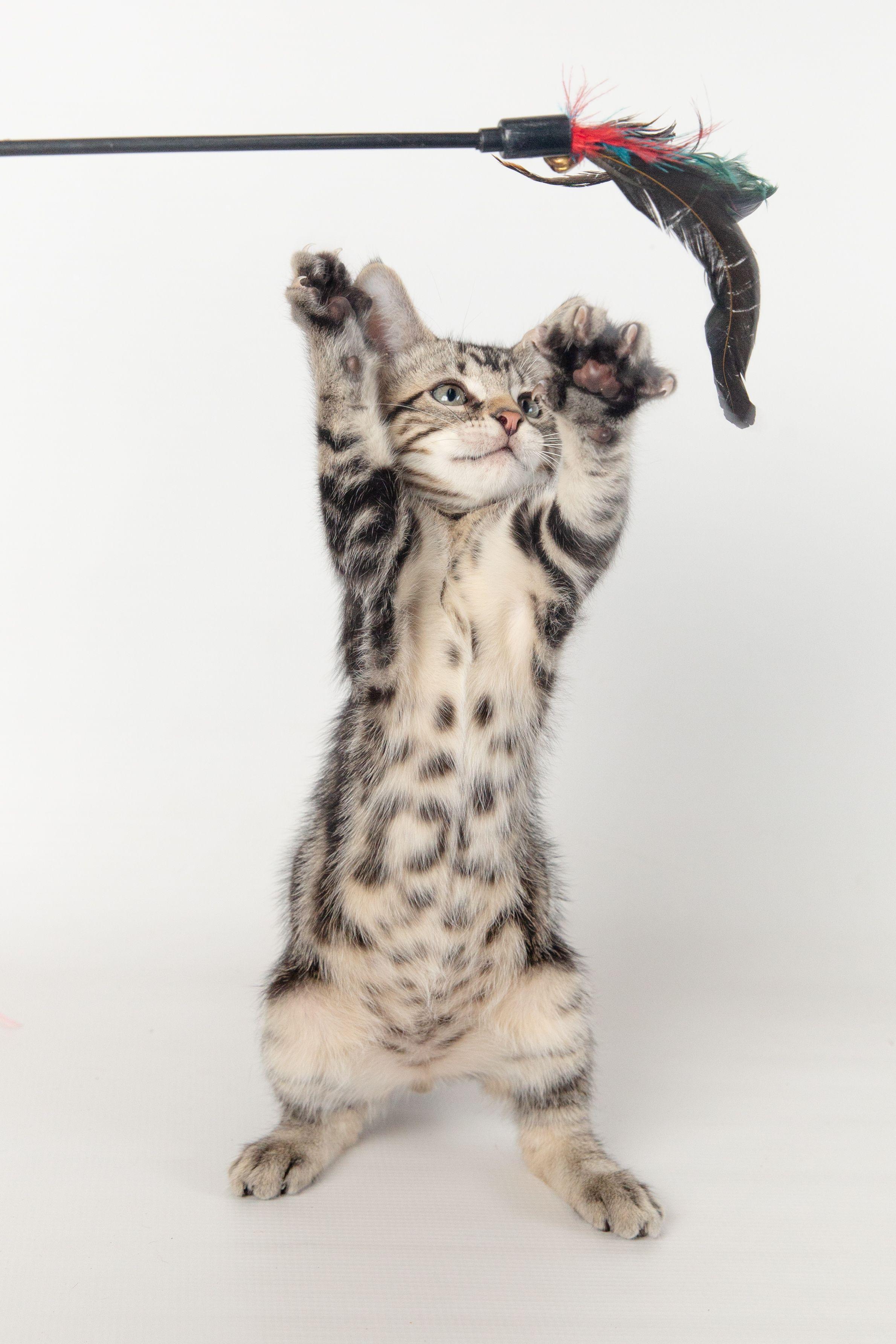 Breyer, a Adoptable Domestic Short Hair in Jefferson, LA image 6/6